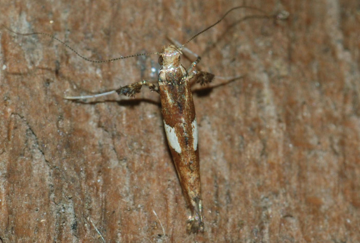 Gracillariidae  4